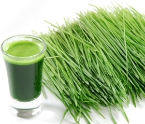 The Sensational Super Greens - Wheat Grass and Barley Grass