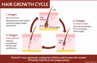 Why Does Hair Fall Out Why Does Hair Fall Out
